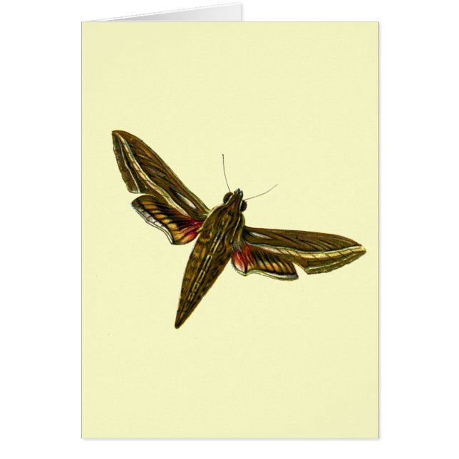 Deilephila celerio - Vine Hawk-Moth Hälsningskort (Framsidan)