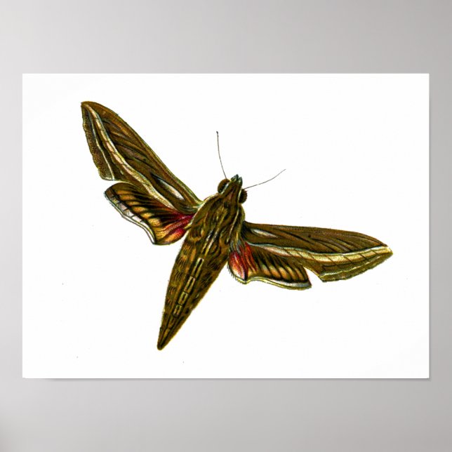 Deilephila celerio - Vine Hawk-Moth Poster (Framsidan)