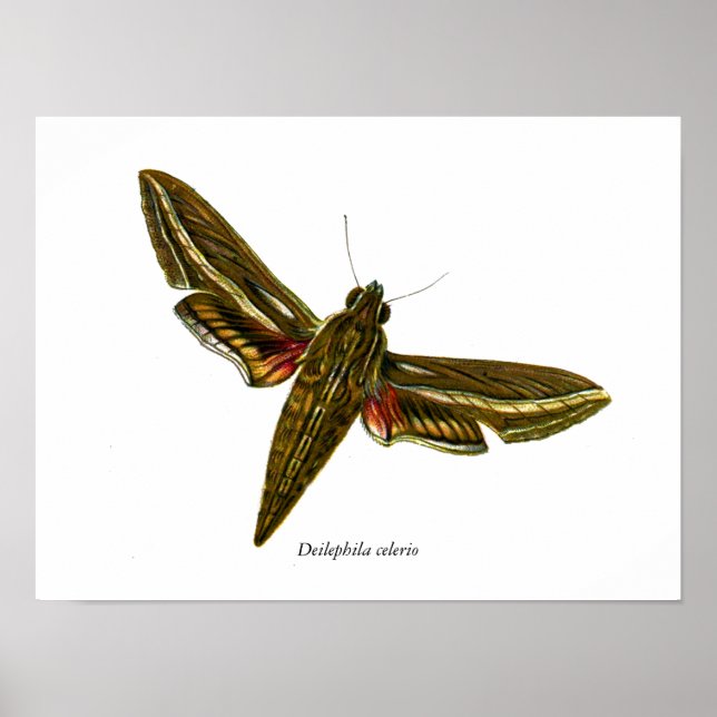 Deilephila celerio - Vine Hawk-Moth Poster (Framsidan)