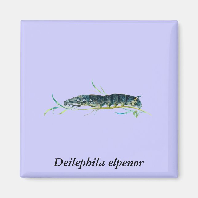 Deilephila elpenor caterpelare magnet (Framsidan)