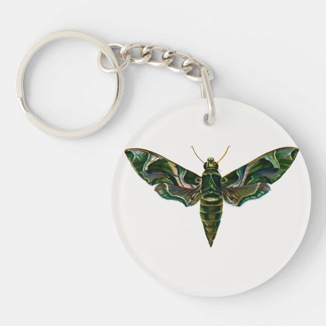 Deilephila Nerii - Oleander Hawk-Moth (Framsidan)