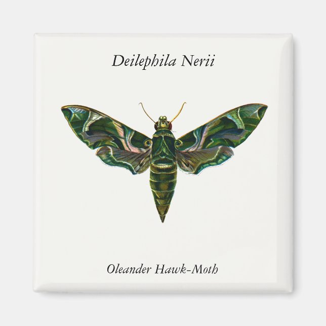Deilephila Nerii - Oleander Hawk-Moth Magnet (Framsidan)