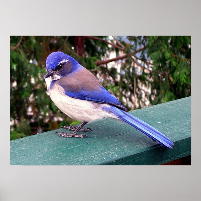 Dekka besökare poster (Framsidan)