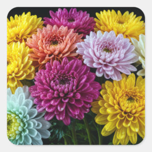Dekoration för krysanthemum Flower Colorful Blomma Fyrkantigt Klistermärke