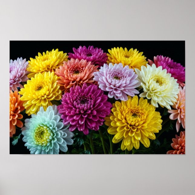 Dekoration för krysanthemum Flower Colorful Blomma Poster (Framsidan)