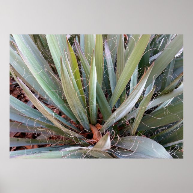 dekorationer av naturen (Framsidan)