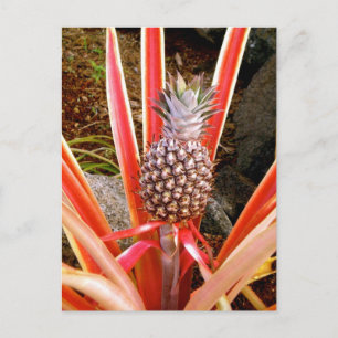 Dekorativ ananas på Hawaii Vykort