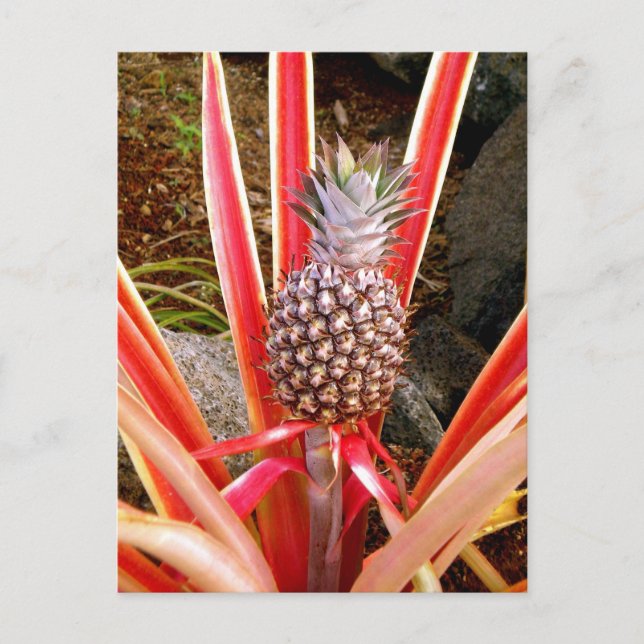 Dekorativ ananas på Hawaii Vykort (Framsida)