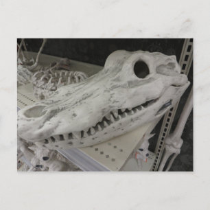 Dekorativ Gator-skull Vykort