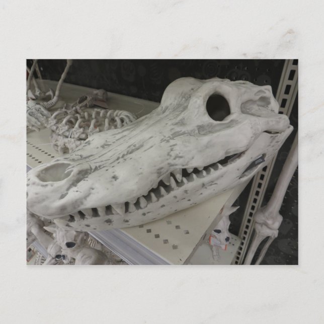 Dekorativ Gator-skull Vykort (Framsida)