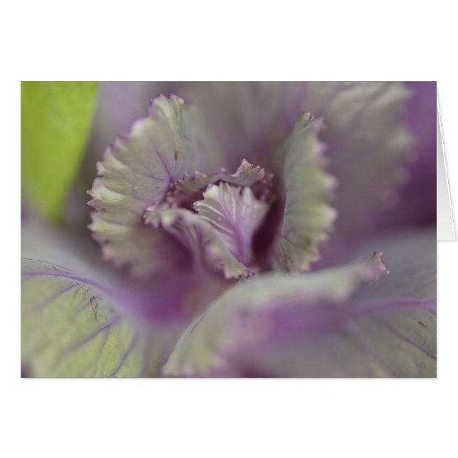 Dekorativ huvudkål hälsningskort (Framsidan Horizontal)