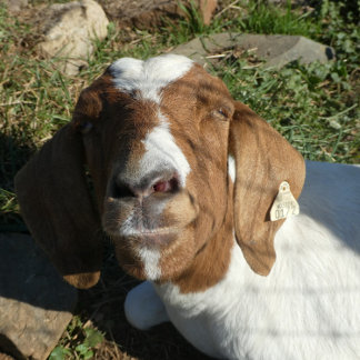 Dekorativ kudde med Bild av get