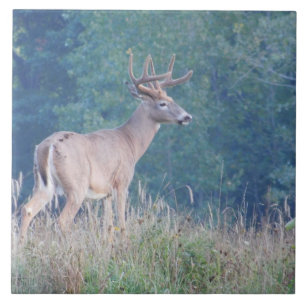 Dekorativ panel för Whitetail Hjort (profil) Kakelplatta