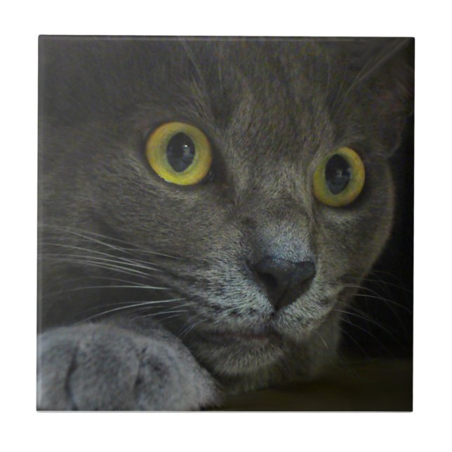 Dekorativ styrka belägger med tegel kakelplatta (Framsidan)