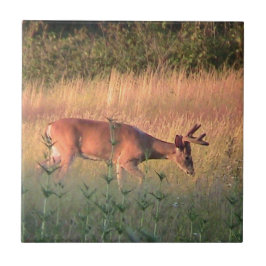 Dekorativ Whitetailhjort (bock) belägger med tegel Kakelplatta