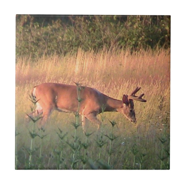 Dekorativ Whitetailhjort (bock) belägger med tegel Kakelplatta (Framsidan)