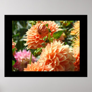 Dekorativa konsttryck Orange Dahlia Blommor Blommi Poster