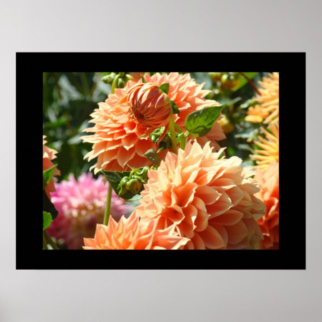 Dekorativa konsttryck Orange Dahlia Blommor Blommi Poster (Framsidan)