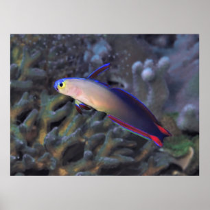 Dekorerad Dartfish II Poster