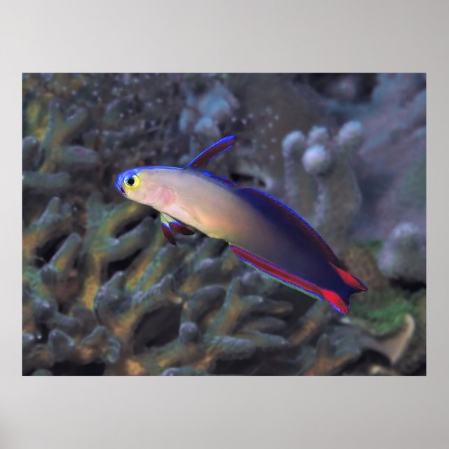 Dekorerad Dartfish II Poster (Framsidan)