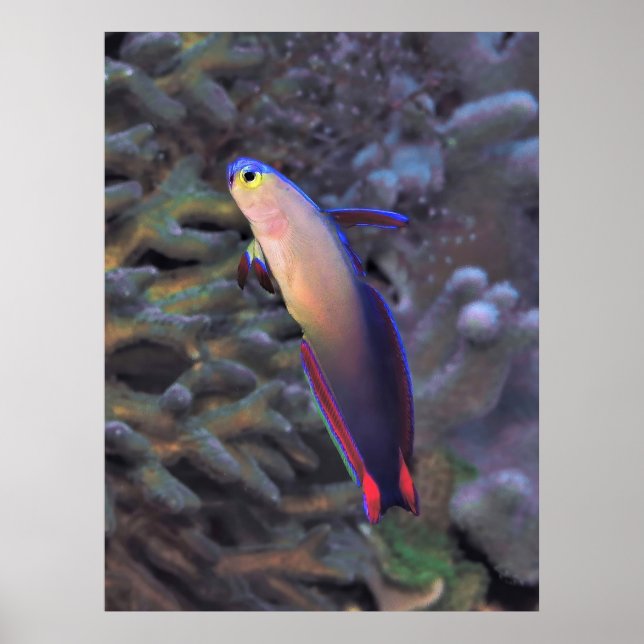 Dekorerad Dartfish Porträtt Poster (Framsidan)