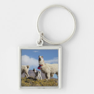 Dekorerad lama flock i Puna, Anderna 3 Fyrkantig Silverfärgad Nyckelring