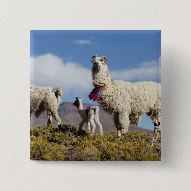 Dekorerad lama flock i Puna, Anderna 3 Knapp (Framsida)