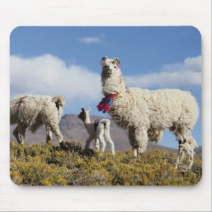 Dekorerad lama flock i Puna, Anderna 3 Musmatta