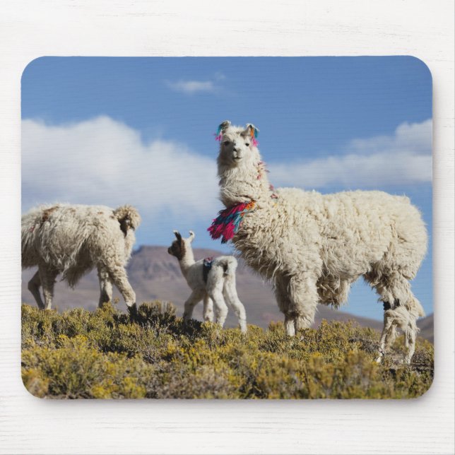 Dekorerad lama flock i Puna, Anderna 3 Musmatta (Framsidan)
