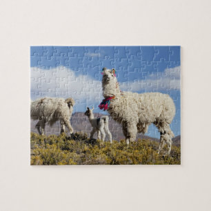 Dekorerad lama flock i Puna, Anderna 3 Pussel