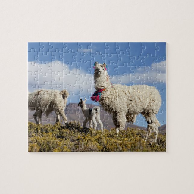 Dekorerad lama flock i Puna, Anderna 3 Pussel (Horisontell)