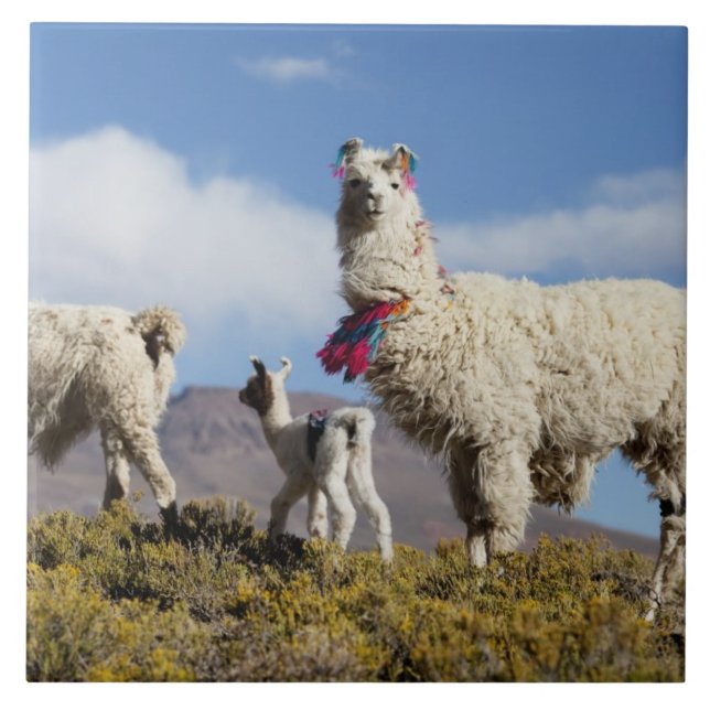 Dekorerad lamabesättning i Puna, Andes berg 3 Kakelplatta (Framsidan)