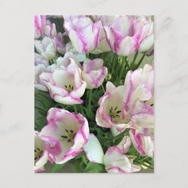 Del Piero Tulips Vykort (Framsida)