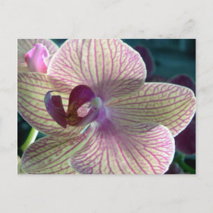 Del-Ray Orchid vykort