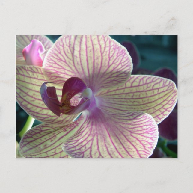 Del-Ray Orchid vykort (Framsida)