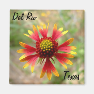 Del Rio Texas magnet blanketblomma visdblomstexa