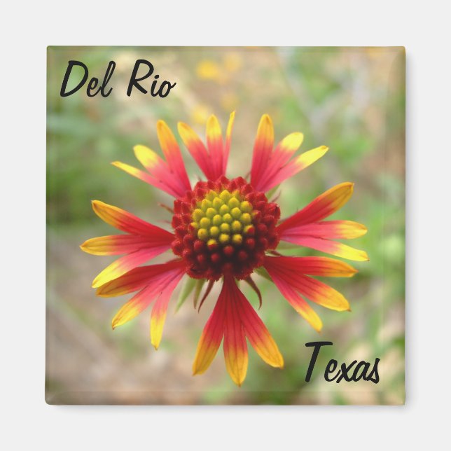 Del Rio Texas magnet blanketblomma visdblomstexa (Framsidan)