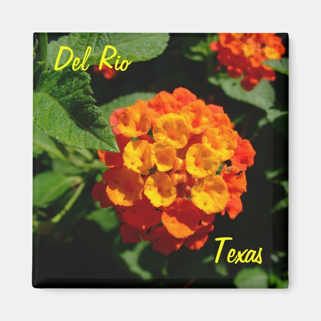 Del Rio Texas Magnet Lantana-blomman (Framsidan)