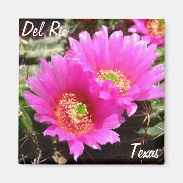 Del Rio Texas souvenirs rosa cactus bloms Magnet (Framsidan)