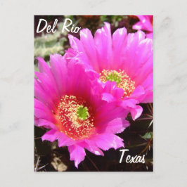 Del Rio Texas souvenirs rosa cactus bloms Vykort