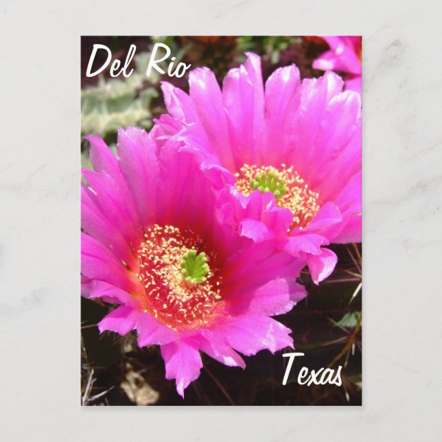 Del Rio Texas souvenirs rosa cactus bloms Vykort (Framsida)