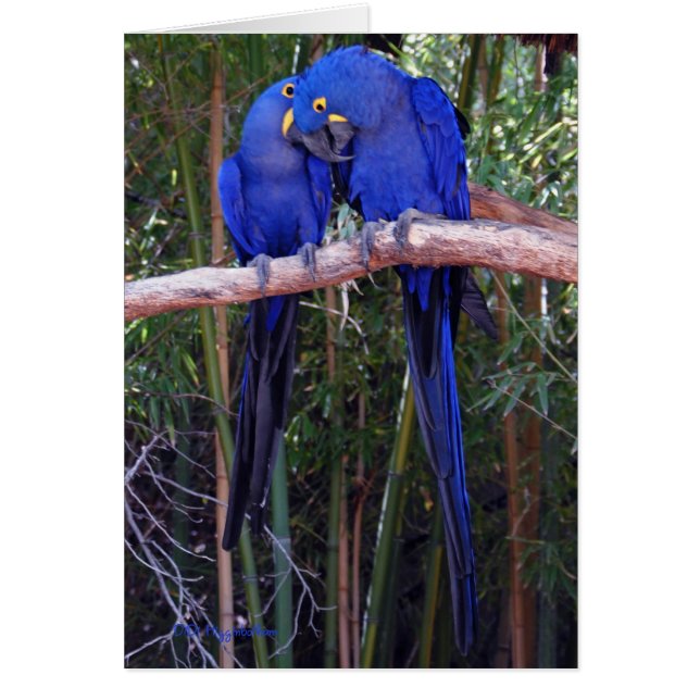 Dela hemligheter hälsningskort (Framsidan)