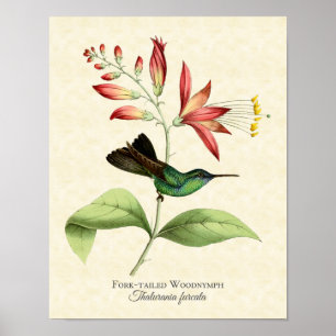 Dela sig det Tailed för Hummingbirdkonst för den Poster