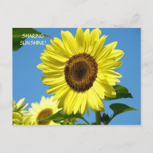 DELA SUNSHINE Solros Post Cards Sol Flowers Vykort