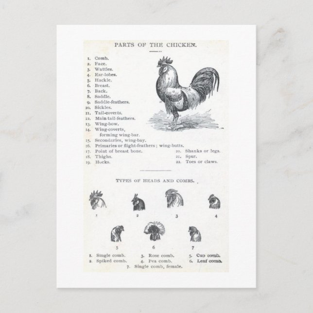 Delar av kycklingen vykort (Framsida)