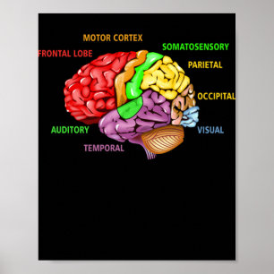 Delar in Brain Anatomy Colorful Diagram Learning Poster