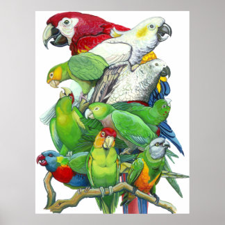 Delar och paraketer Skriv ut Poster
