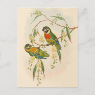 Delar, Vintage, fågelillustration, Böhmen Vykort