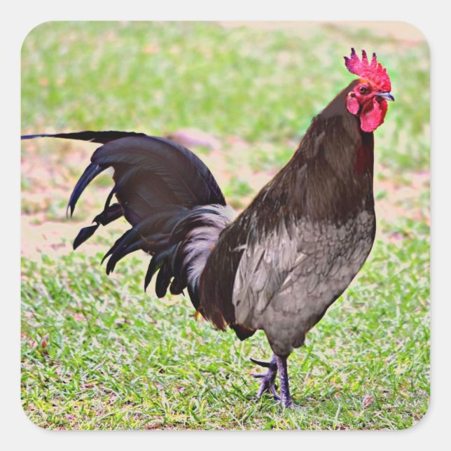 Delaware Blue Hen (Tupp) Fyrkantigt Klistermärke (Framsida)