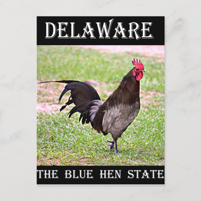 Delaware Blue Hen (Tupp) Vykort (Framsida)